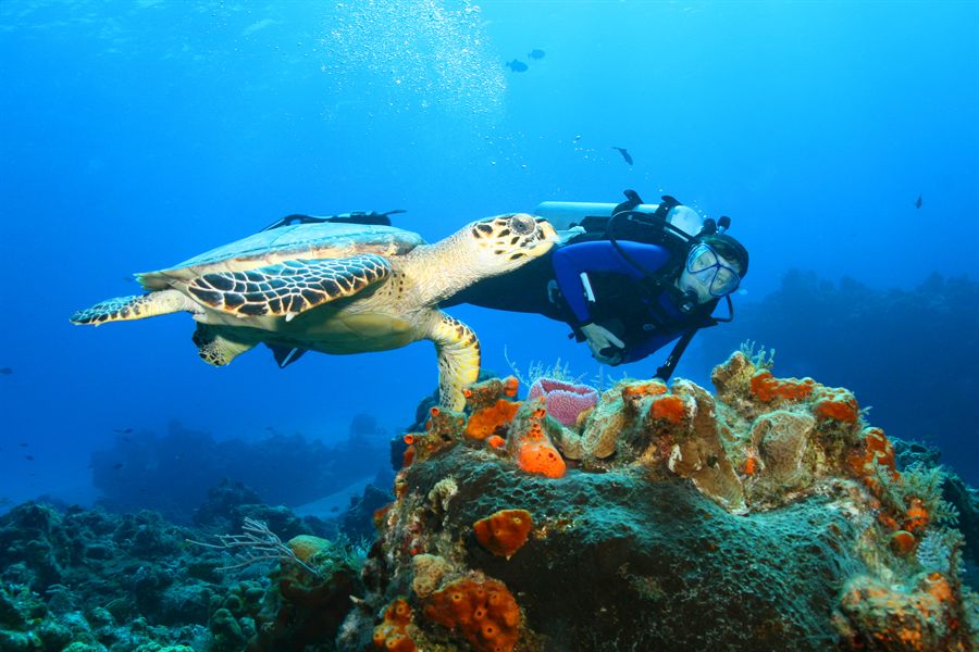 Diver and sea turtle on a reef